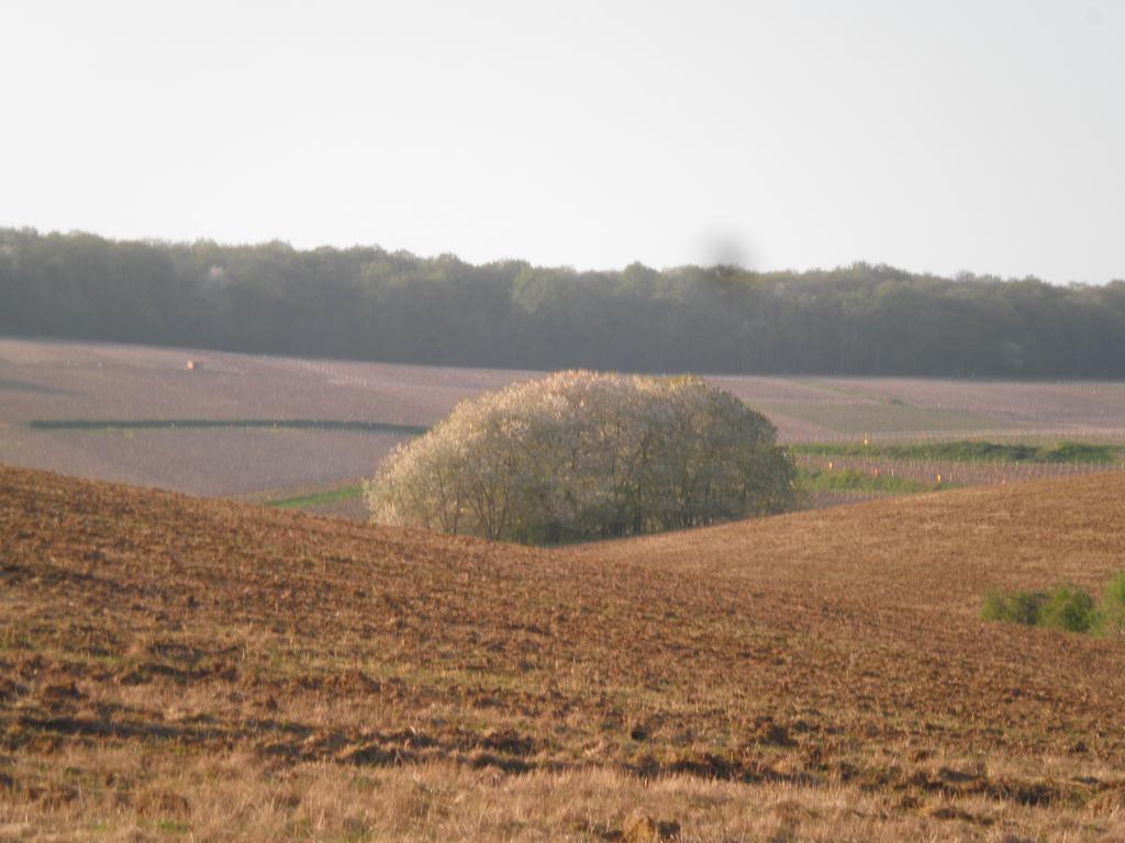 Domaine Du Moulin De L'Etang Bed & Breakfast Chatillon-sur-Marne Bagian luar foto