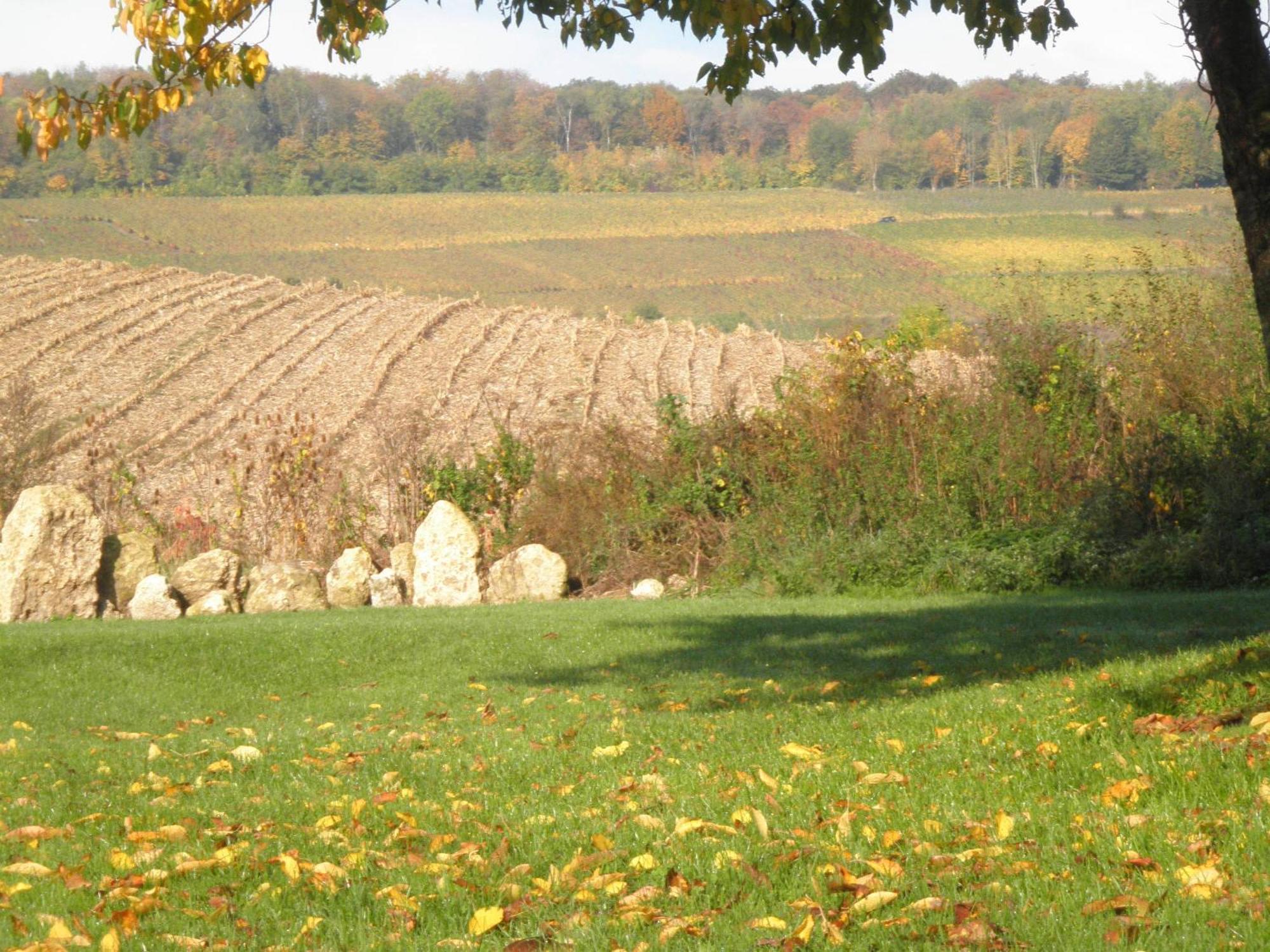 Domaine Du Moulin De L'Etang Bed & Breakfast Chatillon-sur-Marne Bagian luar foto