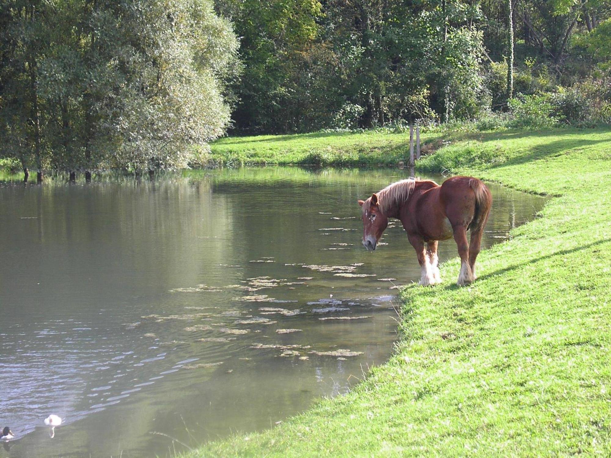 Domaine Du Moulin De L'Etang Bed & Breakfast Chatillon-sur-Marne Bagian luar foto