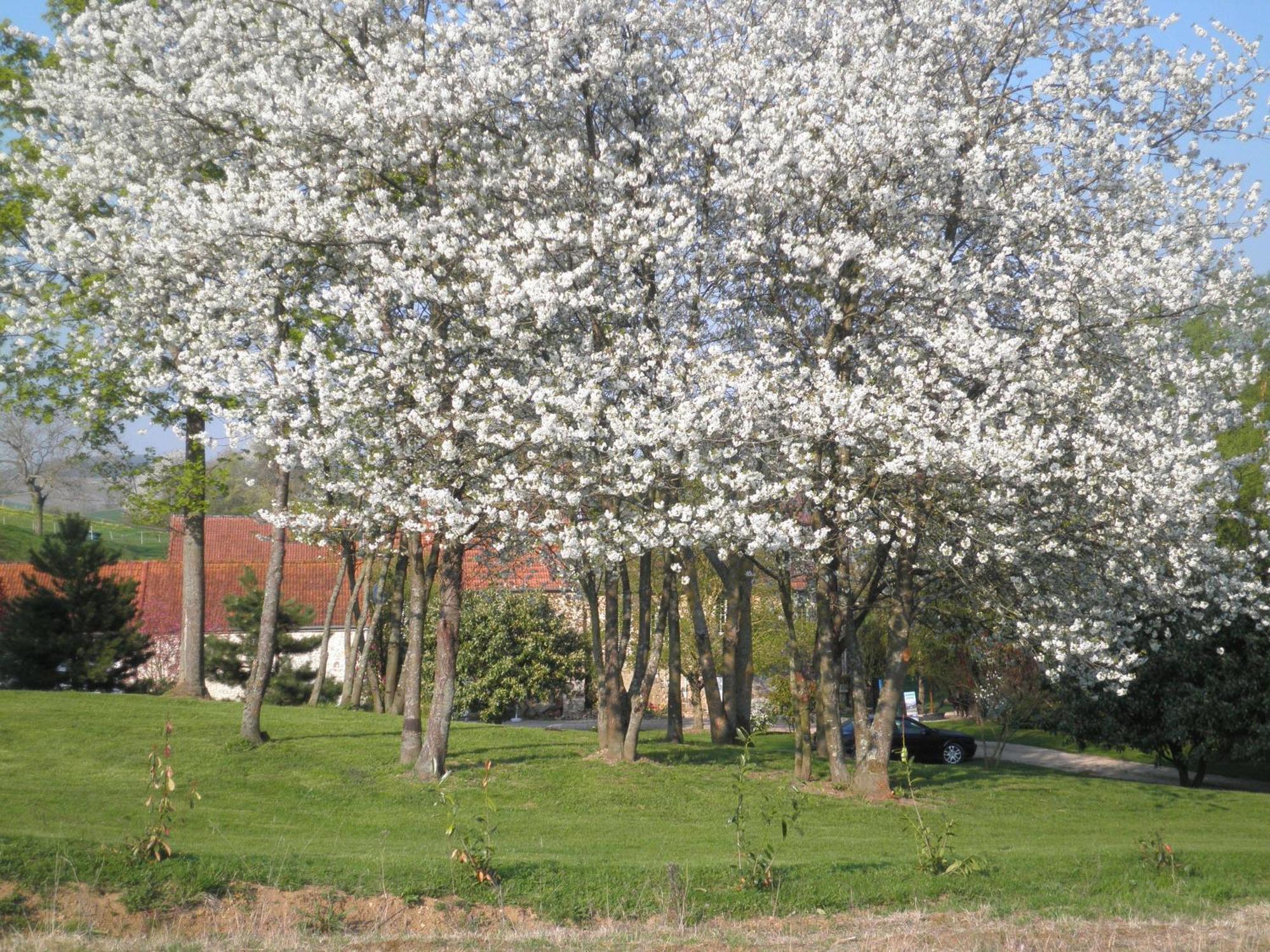 Domaine Du Moulin De L'Etang Bed & Breakfast Chatillon-sur-Marne Bagian luar foto